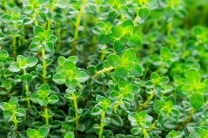 Read more about the article Thyme
