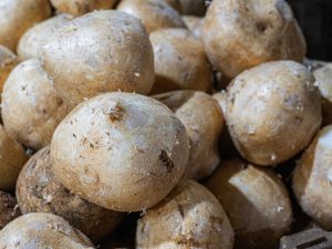 Read more about the article Jicama