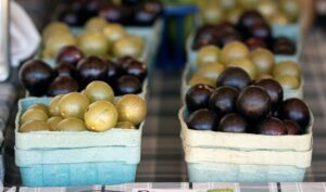 Read more about the article Muscadines