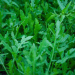 Arugula