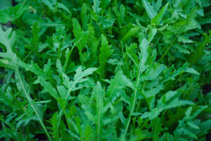 Read more about the article Arugula