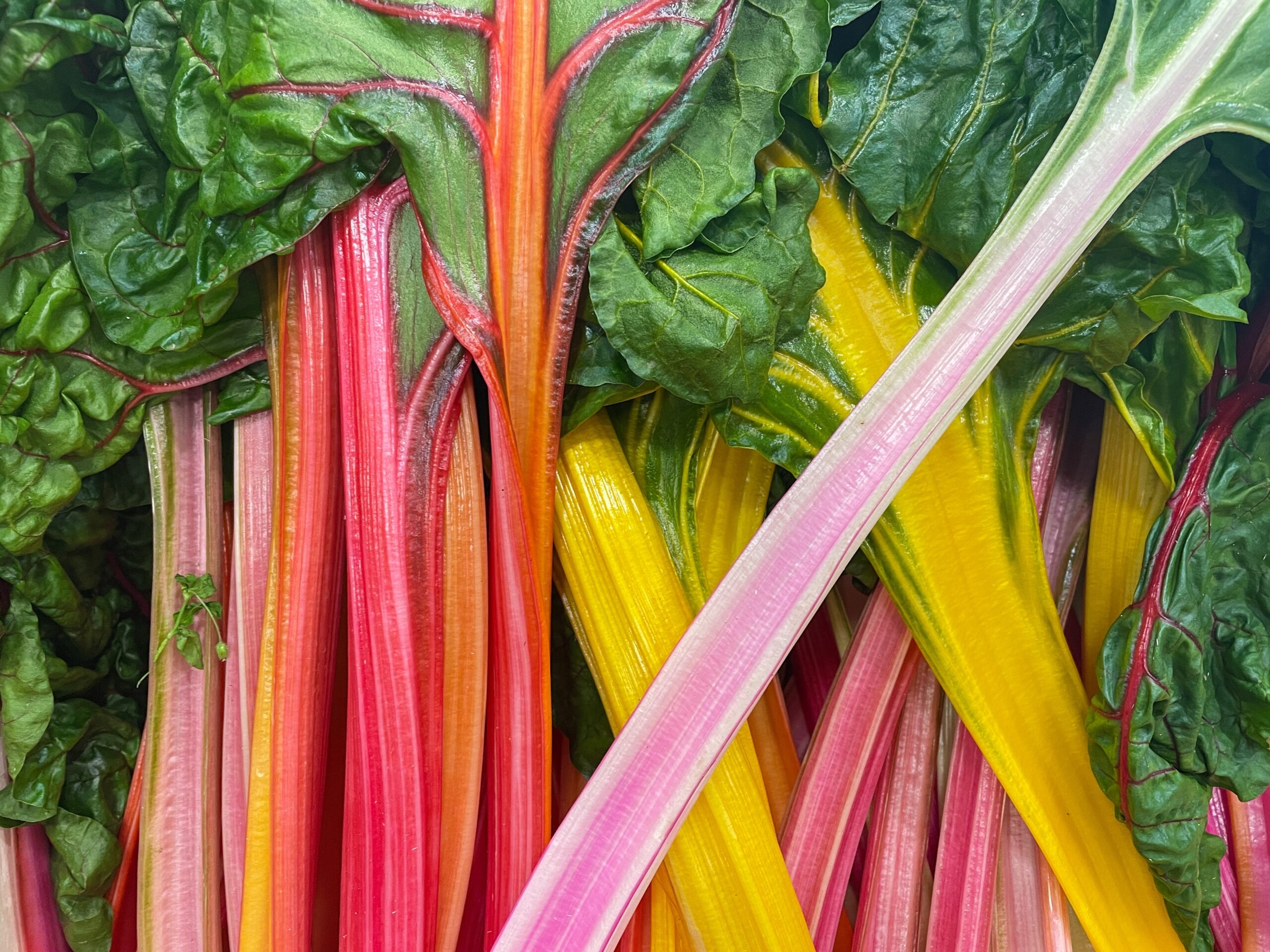 Read more about the article Chard