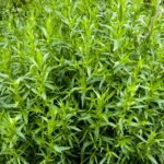 Tarragon