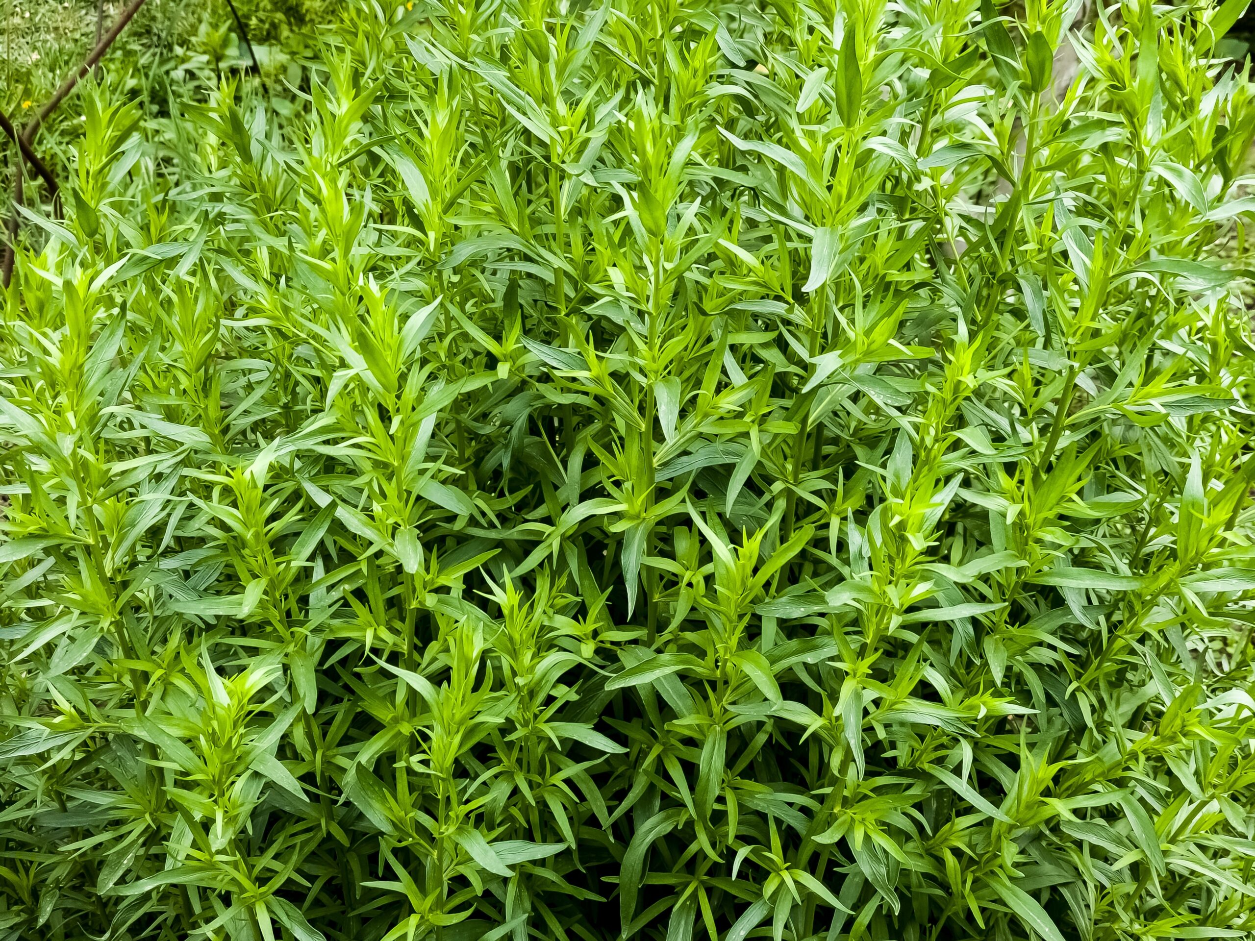 Read more about the article Tarragon