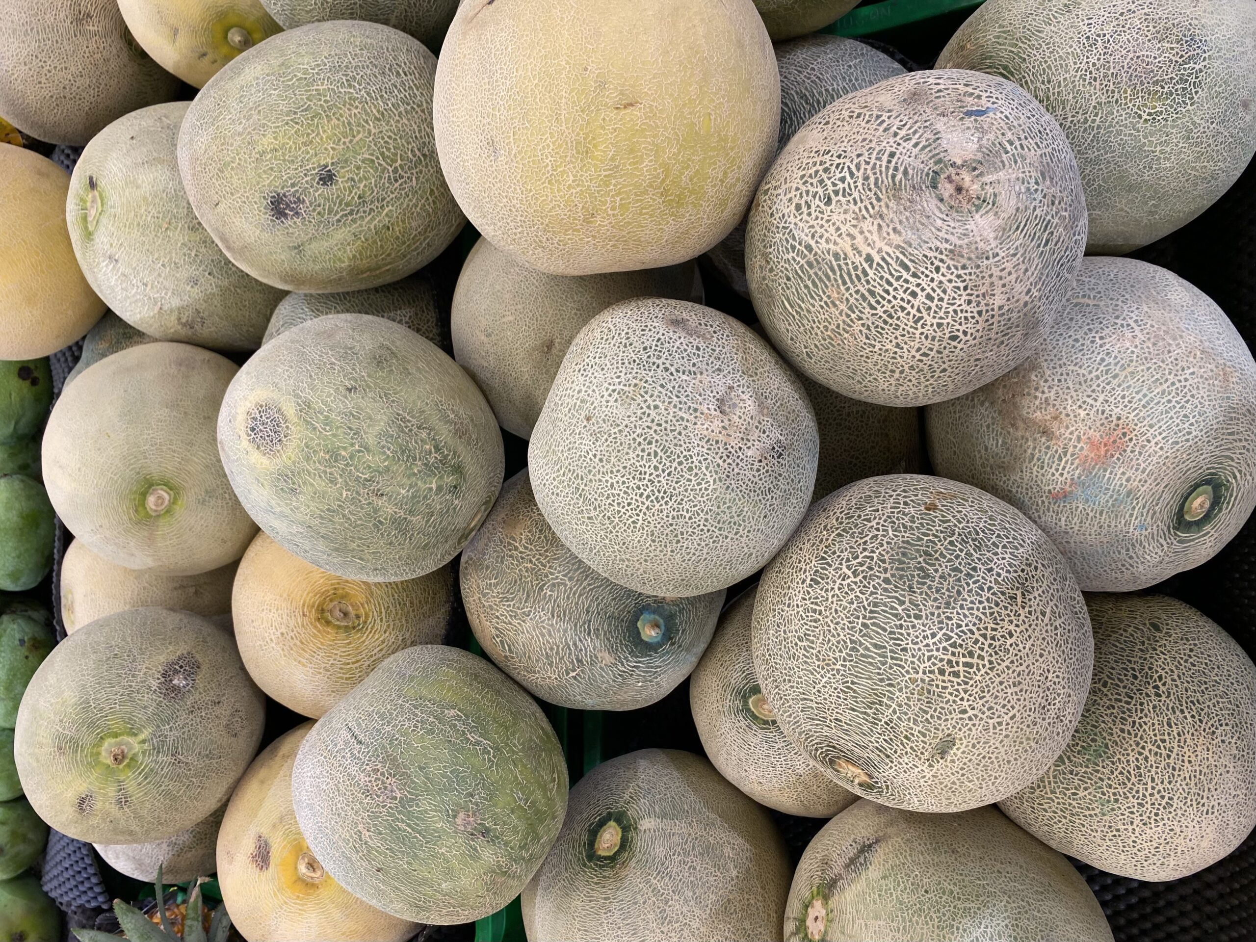 Read more about the article Cantaloupe